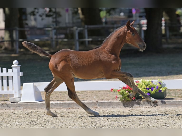 Pony tedesco Stallone Puledri (05/2026)  in Standenbühl