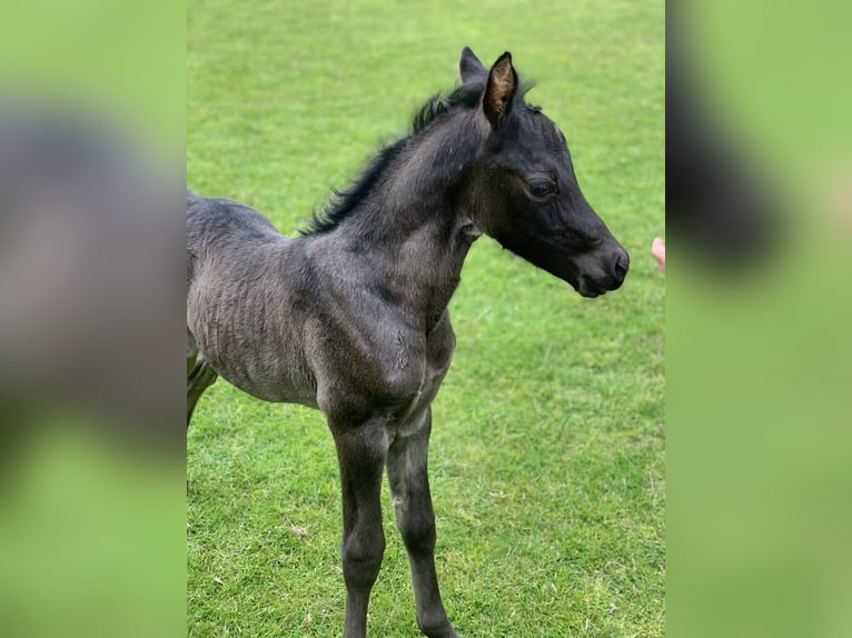 Pony tedesco Stallone Puledri (05/2026)  in DörpenKluse