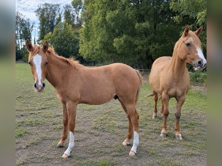Pony tedesco Stallone Puledri (01/2026)  in Ahaus