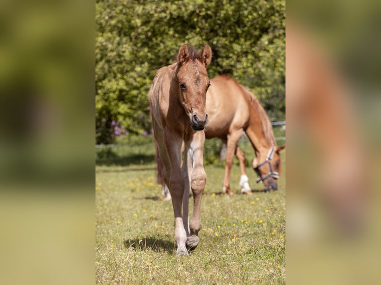 Pony tedesco Stallone Puledri (05/2026)  in Dorsten