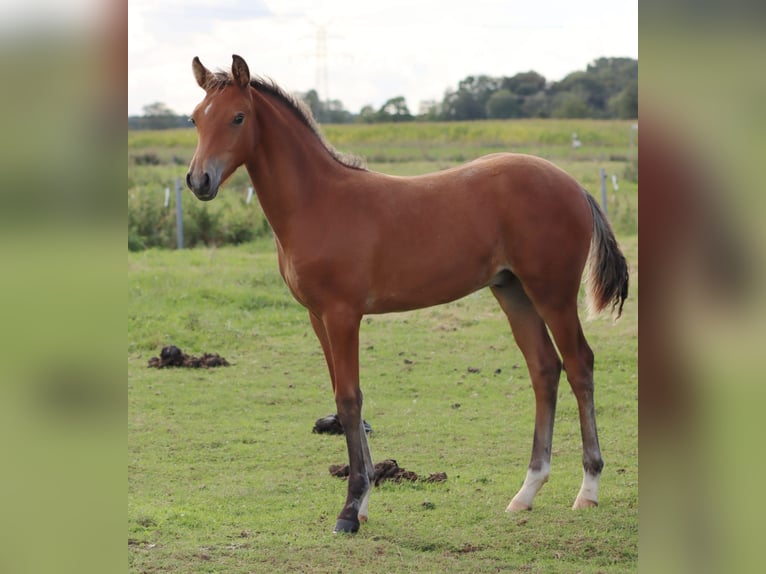 Pony tedesco Stallone Puledri (04/2026)  in Weener