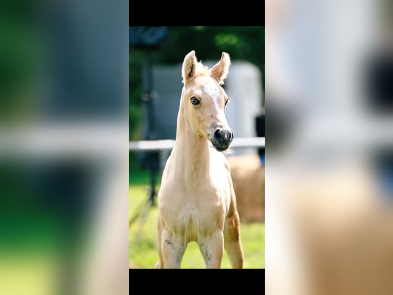Pony tedesco Stallone Puledri (06/2026) Champagne in Bleckede