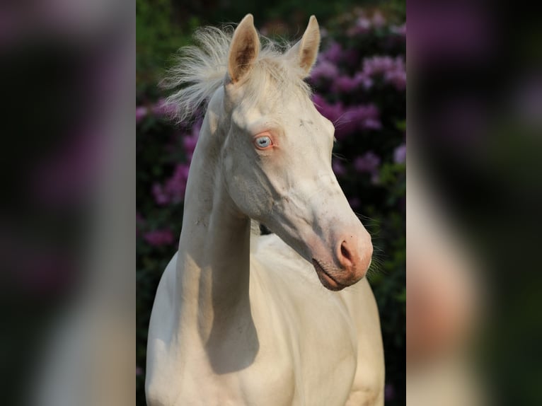 Pony tedesco Stallone Puledri (03/2026) Cremello in Rehburg-Loccum Münchehagen