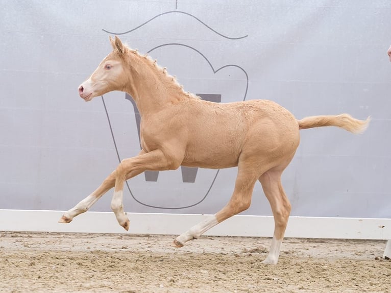 Pony tedesco Stallone Puledri
 (02/2024) Cremello in Münster