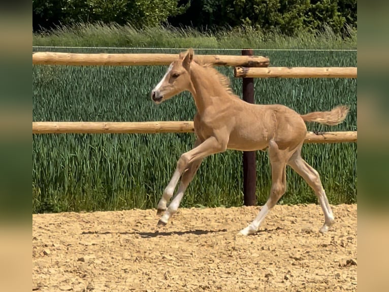 Pony tedesco Stallone  Cremello in M&#xFC;nstermaifeldM&#xFC;nstermaifeld
