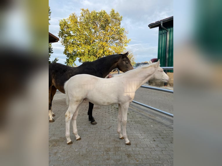 Pony tedesco Stallone Puledri (06/2025) Cremello in Cremlingen Pony tedesco Stallone Puledri (06/2025) Cremello in Cremlingen