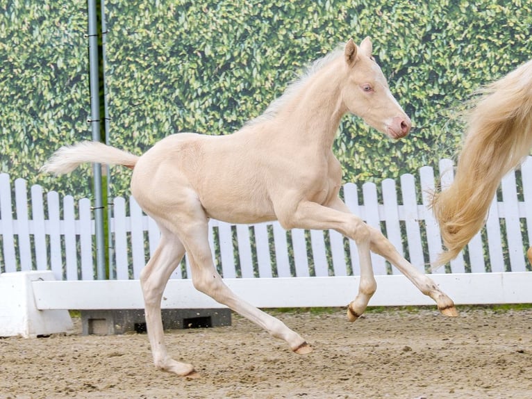 Pony tedesco Stallone Puledri (04/2026) Cremello in Wettringen