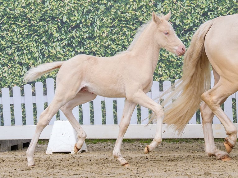 Pony tedesco Stallone Puledri (04/2026) Cremello in Wettringen