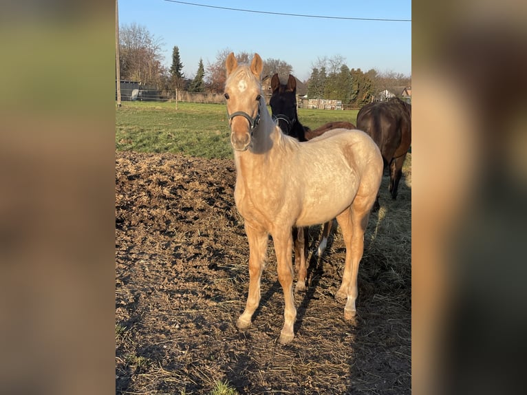 Pony tedesco Mix Stallone Puledri (05/2025) Falbo in Vettweiss