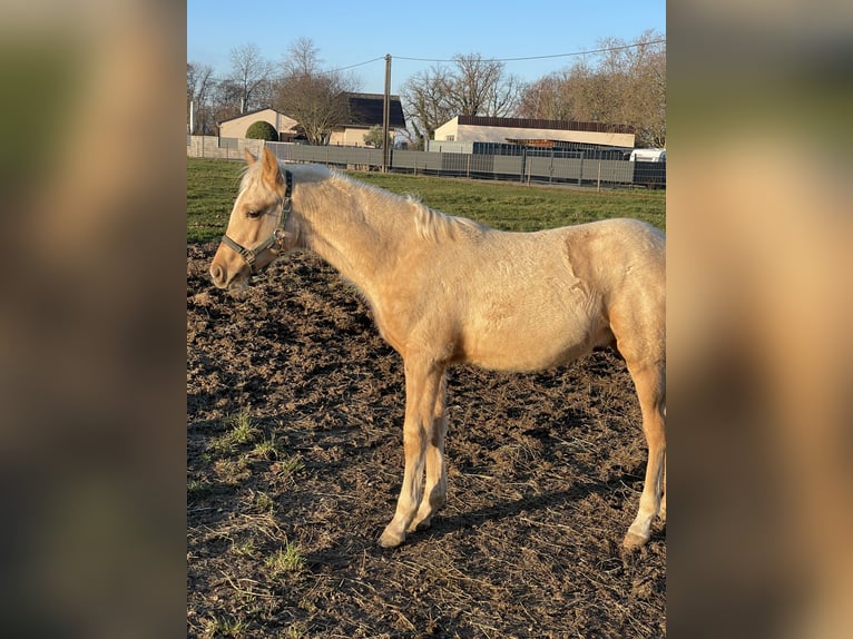 Pony tedesco Mix Stallone Puledri (05/2025) Falbo in Vettweiss