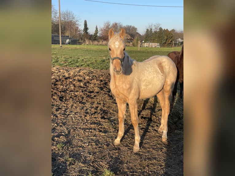 Pony tedesco Mix Stallone Puledri (05/2025) Falbo in Vettweiss