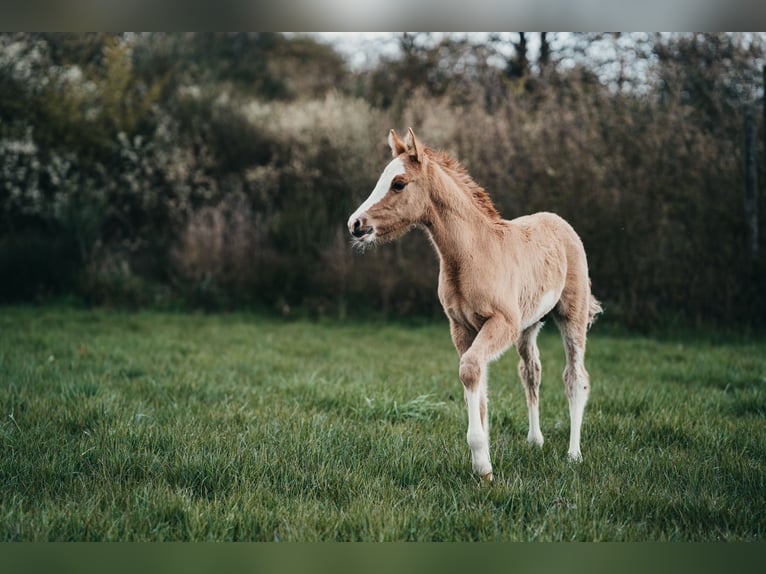 Pony tedesco Stallone Puledri (03/2026) Falbo in Karbach