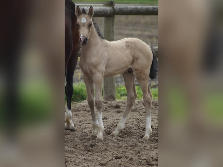 Pony tedesco Stallone Puledri (05/2026) Falbo in Neuenkirchen-Vörden
