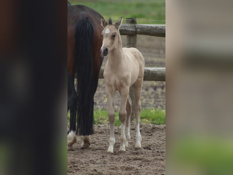 Pony tedesco Stallone Puledri (05/2026) Falbo in Neuenkirchen-Vörden