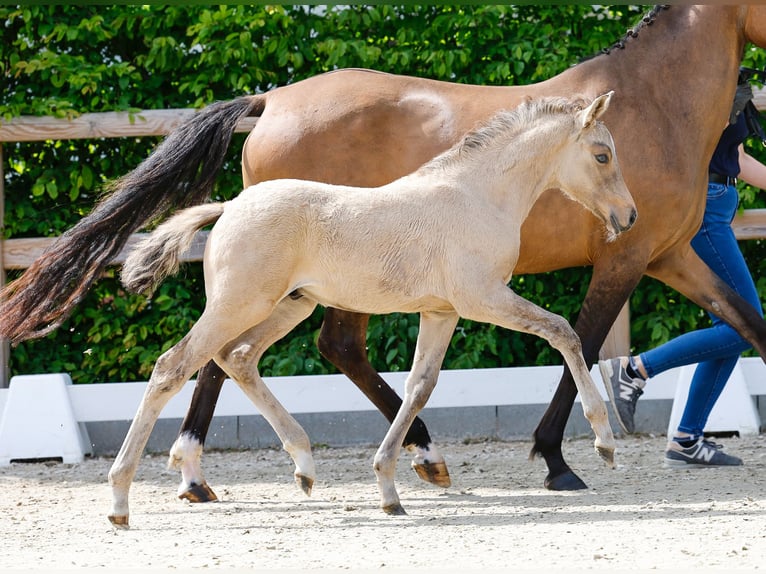 Pony tedesco Stallone  Falbo in Eschede