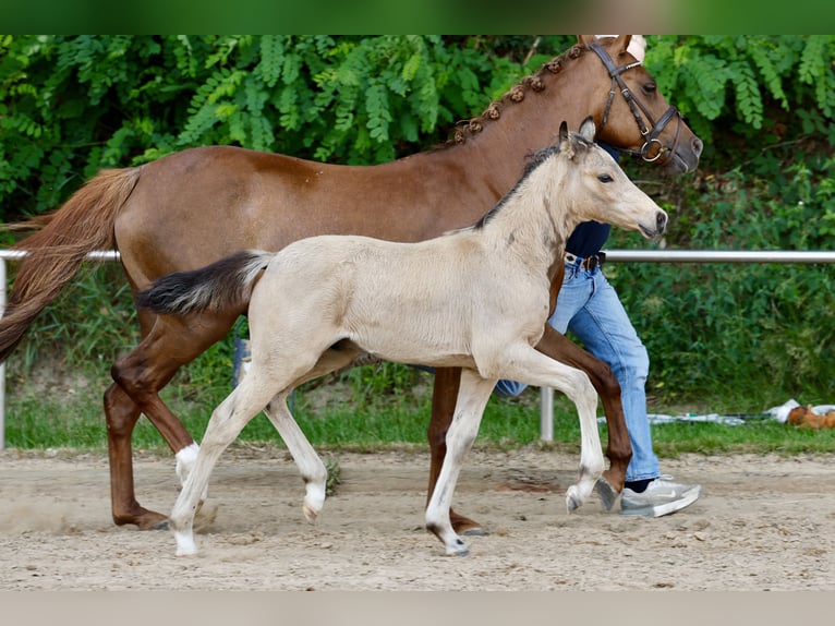 Pony tedesco Stallone Puledri (04/2026) Falbo in Lingen (Ems)