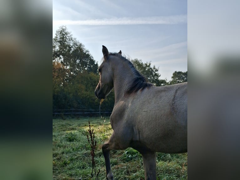 Pony tedesco Stallone Puledri (05/2026) Falbo in Petershagen