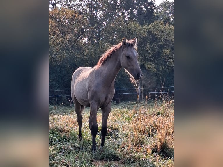 Pony tedesco Stallone Puledri (05/2026) Falbo in Petershagen