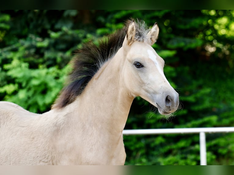 Pony tedesco Stallone Puledri (03/2026) Falbo in Stemwede