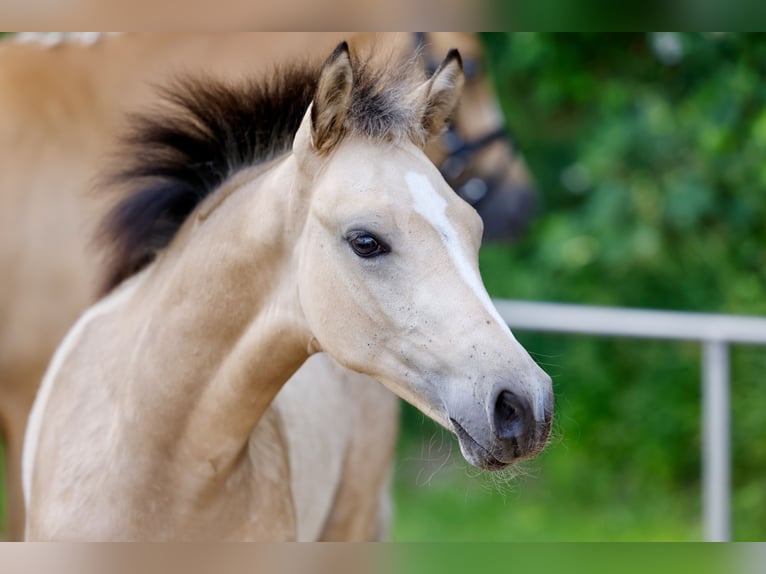 Pony tedesco Stallone Puledri (03/2026) Falbo in Stemwede