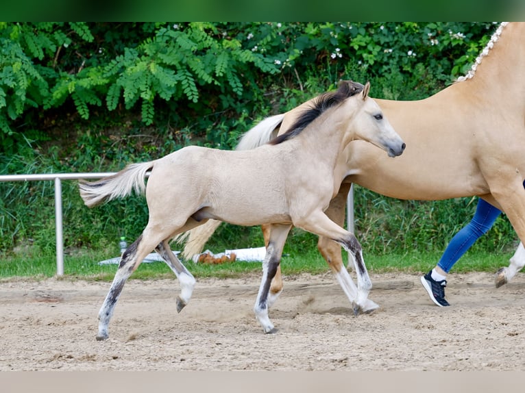 Pony tedesco Stallone Puledri (03/2026) Falbo in Stemwede