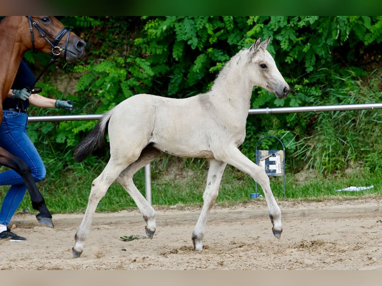 Pony tedesco Stallone Puledri (05/2026) Falbo in Twistringen