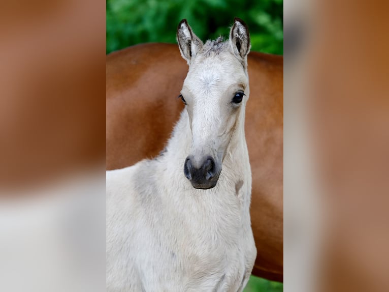 Pony tedesco Stallone Puledri (05/2026) Falbo in Twistringen