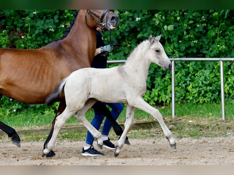 Pony tedesco Stallone Puledri (05/2026) Falbo in Twistringen