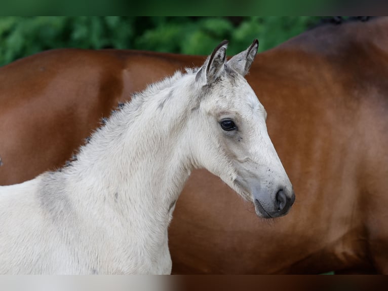 Pony tedesco Stallone Puledri (05/2026) Falbo in Twistringen