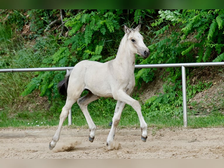 Pony tedesco Stallone Puledri (05/2026) Falbo in Twistringen