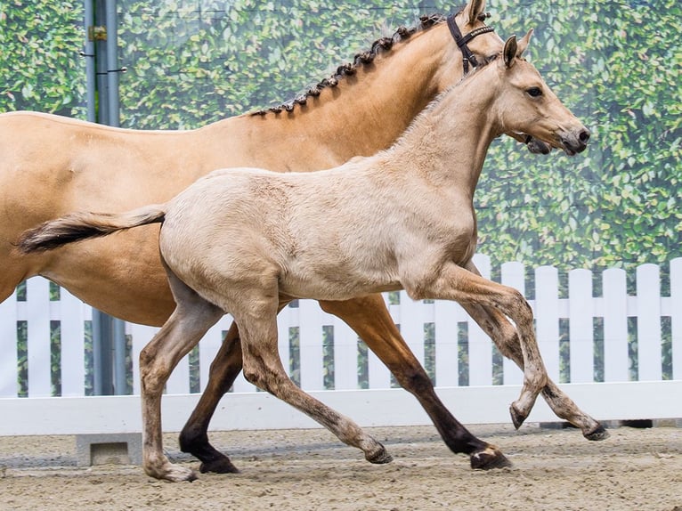 Pony tedesco Stallone Puledri (03/2026) Falbo in Mnster-Handorf