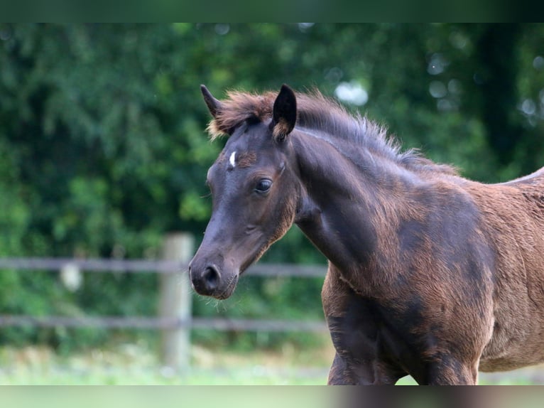 Pony tedesco Stallone Puledri (04/2026) Morello in Wettringen