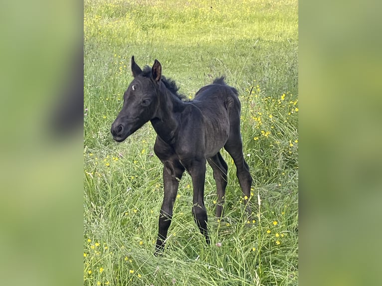 Pony tedesco Stallone Puledri (05/2026) Morello in Walldürn