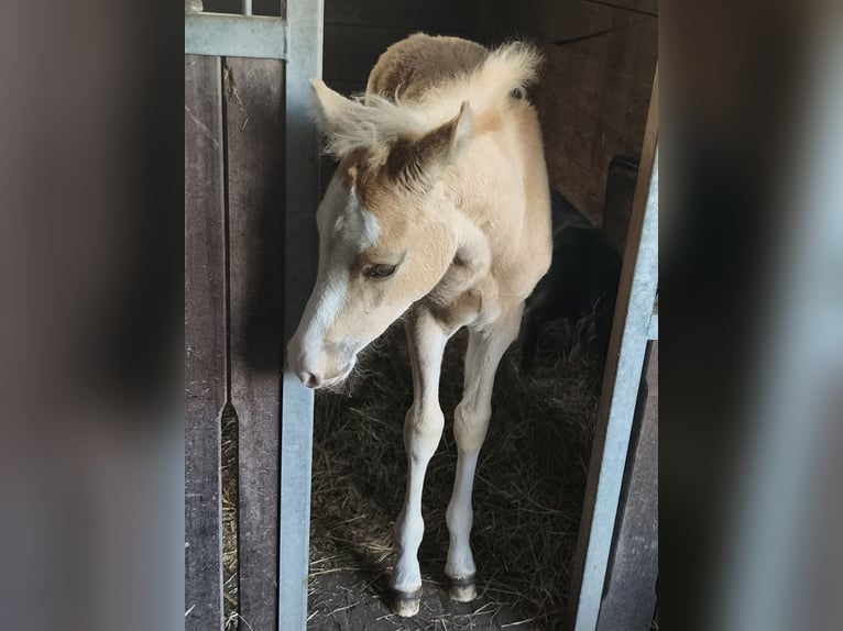Pony tedesco Stallone Puledri (03/2026) Palomino in Butjadingen