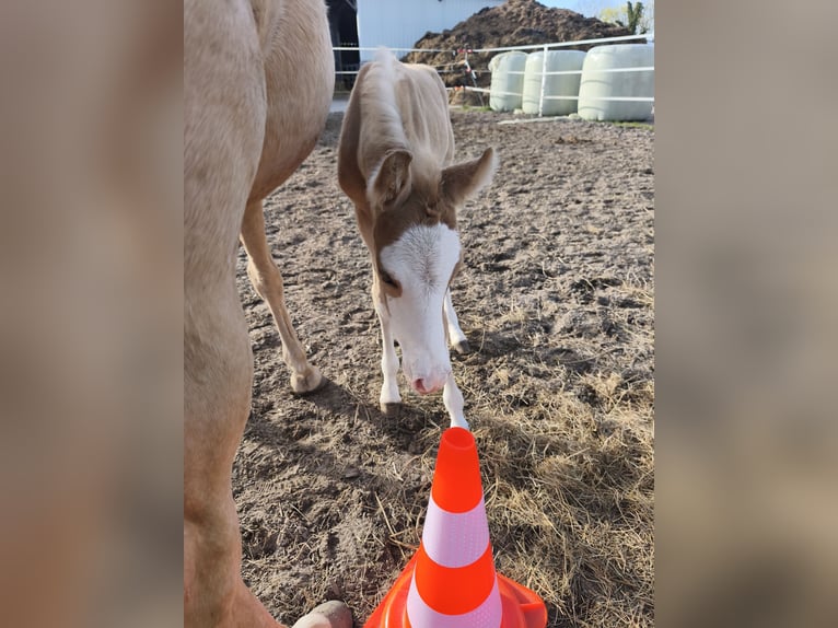 Pony tedesco Stallone Puledri (03/2026) Palomino in Butjadingen