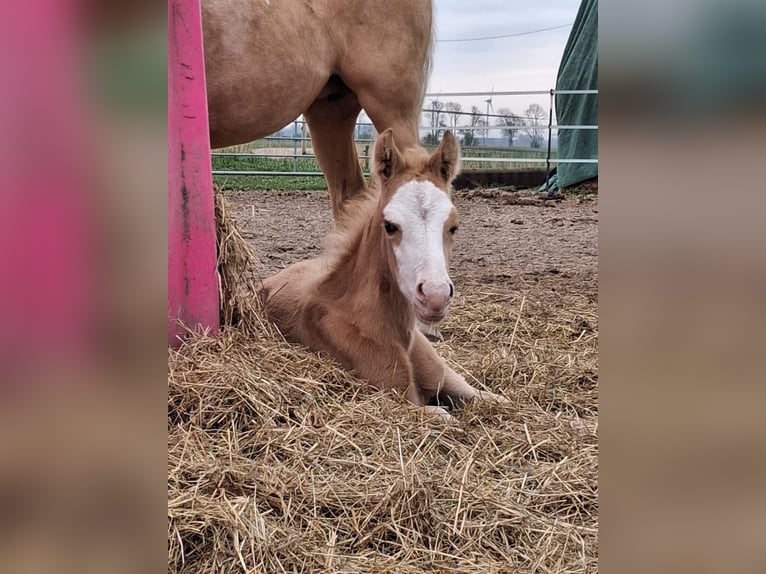 Pony tedesco Stallone Puledri (03/2026) Palomino in Butjadingen