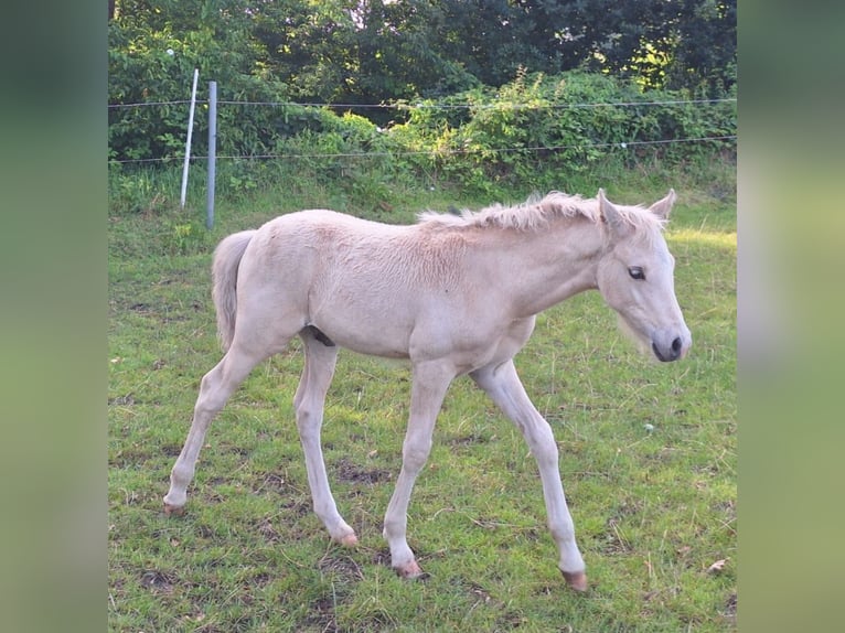 Pony tedesco Stallone Puledri (05/2025) Palomino in Linnau