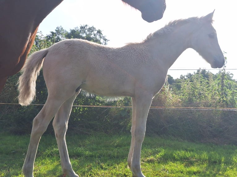 Pony tedesco Stallone Puledri (05/2025) Palomino in Linnau