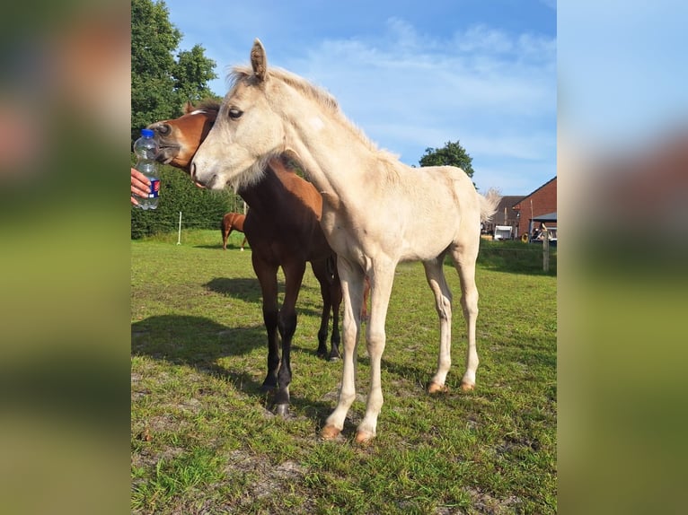 Pony tedesco Stallone Puledri (05/2025) Palomino in Linnau