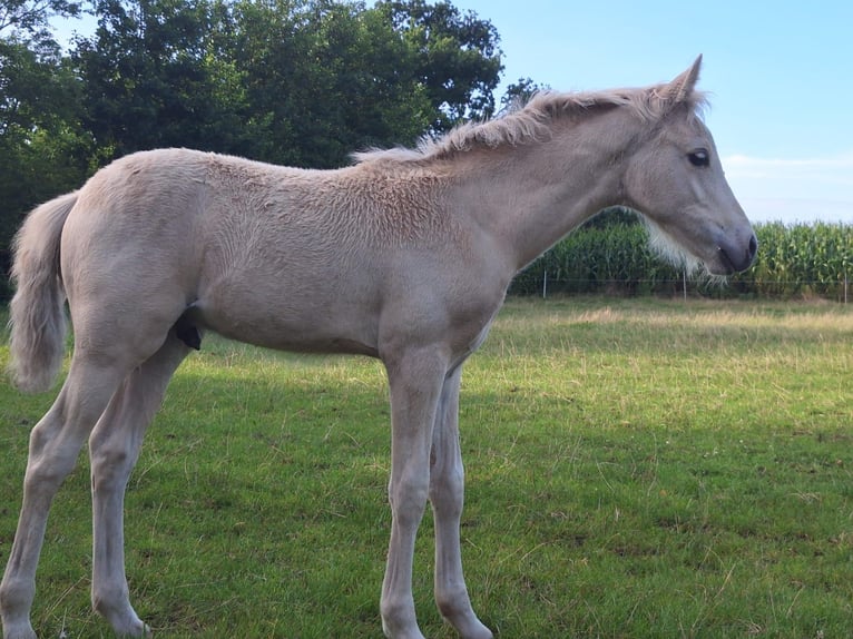 Pony tedesco Stallone Puledri (05/2025) Palomino in Linnau