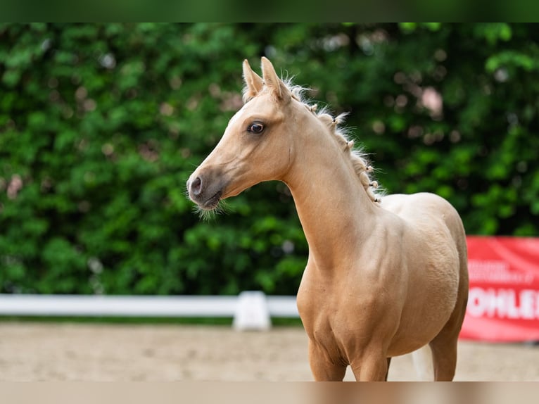 Pony tedesco Stallone Puledri (02/2026) Palomino in Marienmünster