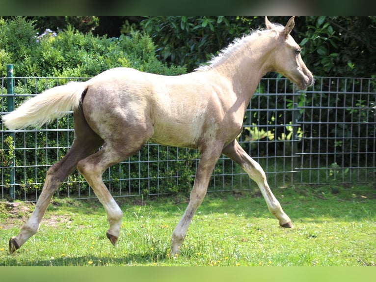 Pony tedesco Stallone Puledri (04/2026) Palomino in Ritterhude