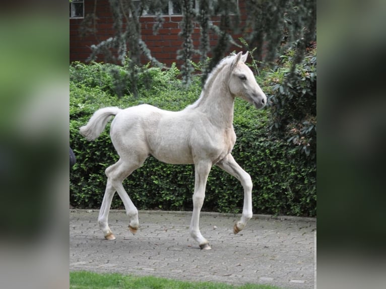 Pony tedesco Stallone Puledri (03/2026) Palomino in Badbergen