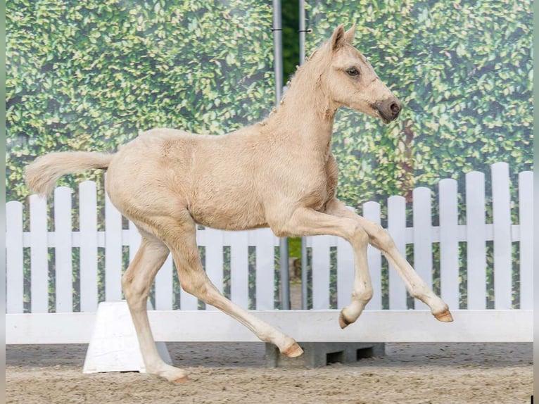 Pony tedesco Stallone Puledri (03/2026) Palomino in Badbergen