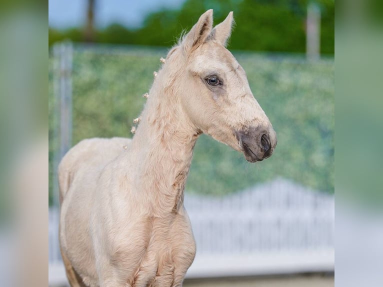 Pony tedesco Stallone Puledri (03/2026) Palomino in Badbergen