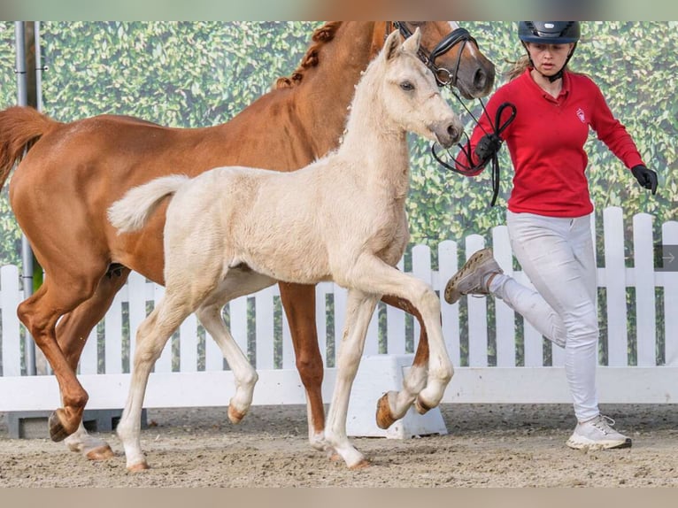 Pony tedesco Stallone Puledri (03/2026) Palomino in Badbergen
