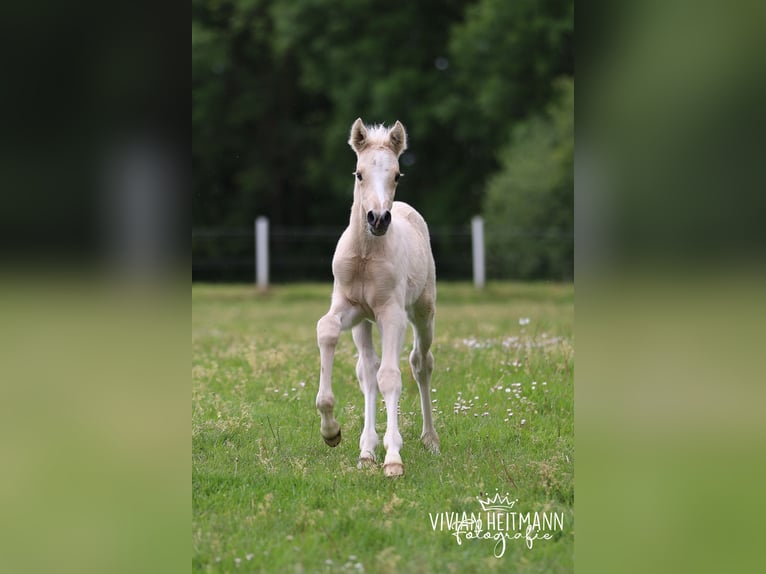 Pony tedesco Stallone Puledri (05/2026) Palomino in Bottrop