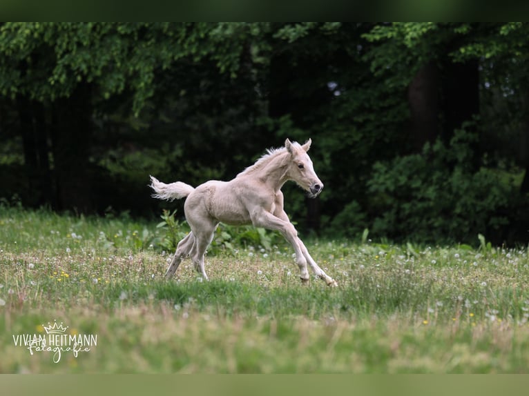 Pony tedesco Stallone Puledri (05/2026) Palomino in Bottrop