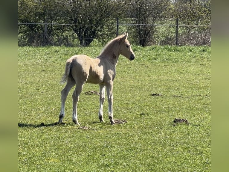 Pony tedesco Stallone Puledri (01/2026) Palomino in Achim