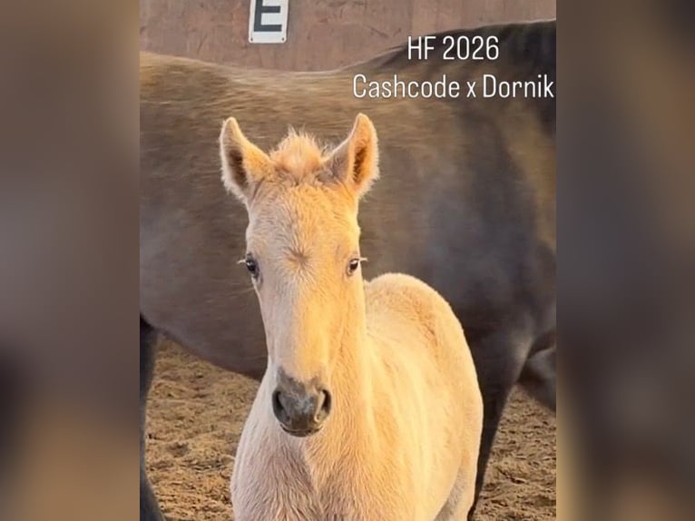 Pony tedesco Stallone Puledri (03/2026) Palomino in Achim